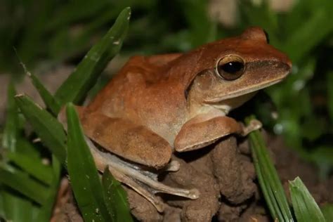 Tree Frog Range 的图像结果