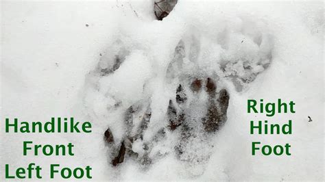 Identifying Raccoon Tracks In Snow: Winter Trail Behavior