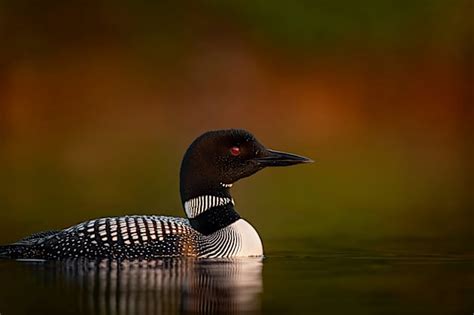 10 Animals that live in Canada | Canadian Animals | Twinkl CA