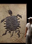 Image result for 6-million-year-old turtle DNA