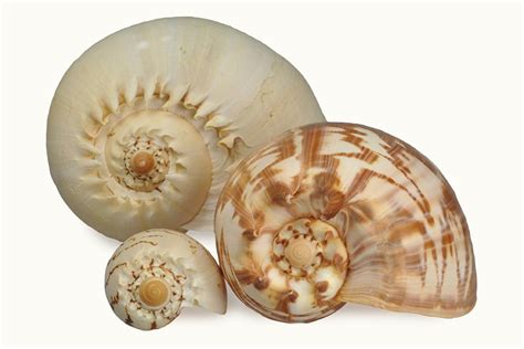 Image result for Shells Length