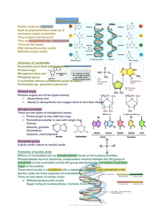 Image result for RNA DNA Explained