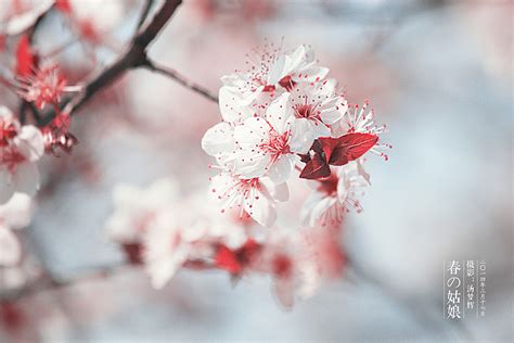 三月春暖花开，好事正酿，一切美好将会如约而至 春天你好|如约而至|好事_新浪新闻