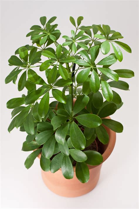 Umbrella Plants: Our Best Tips for Growing and Care | Apartment Therapy