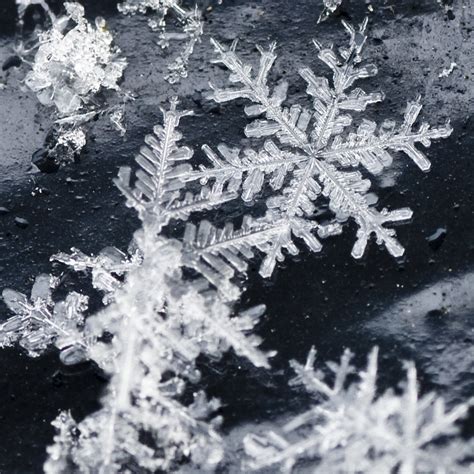 Stellar dendrites | Worth a view at full size; its not often… | Flickr