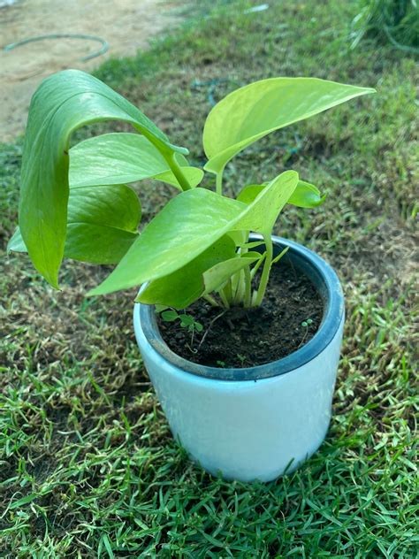 Money Plant - Small – Nature Alive