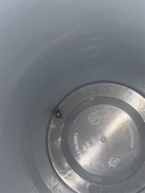 juvenile black widow?? : r/spiders