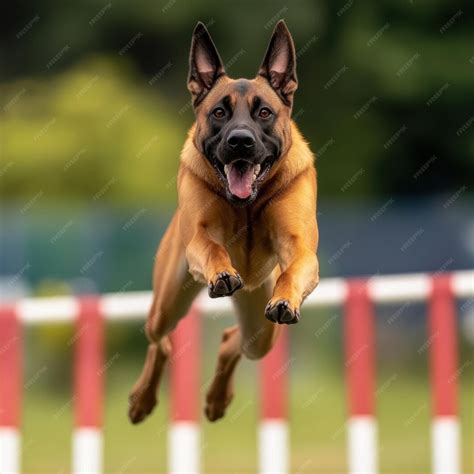 Belgian Malinois executes a high jump with precision and power ...