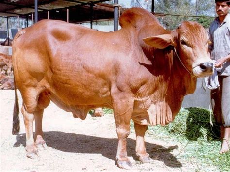 How much does it cost to buy a cow in India? - Quora