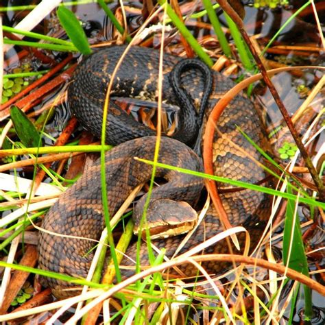 Water Moccasin Head The Florida Cottonmouth Snake | Highlands Homes