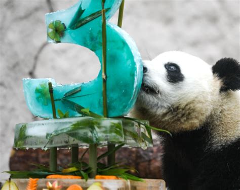 莫斯科动物园：观赏大熊猫“如意”和“丁丁”的游客络绎不绝 - 当代先锋网 - 国际