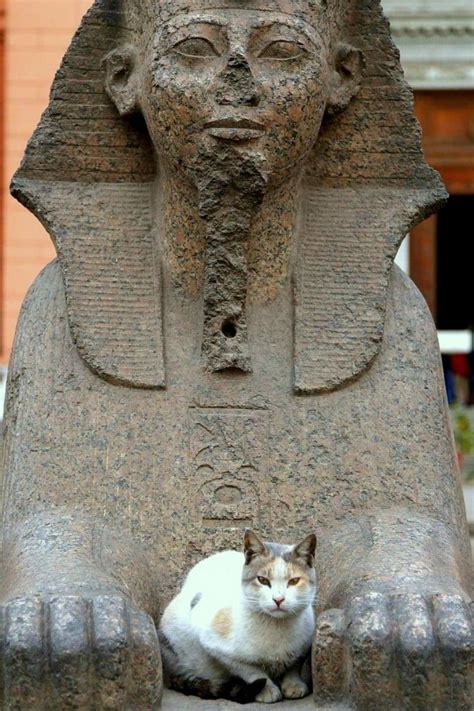 Why Were Cats So Important In Ancient Egypt? | Katzen