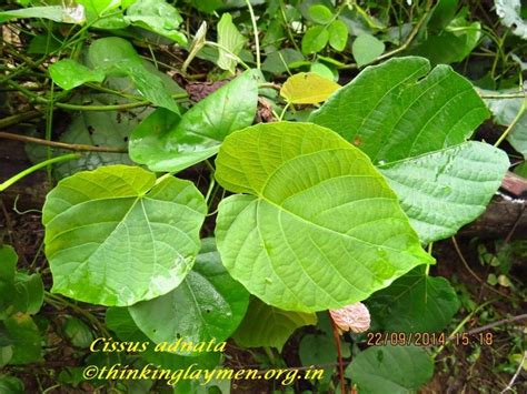 Medicinal Plant Details