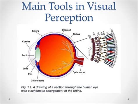 Image result for Process of Visual Perception