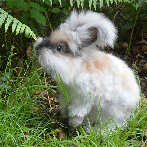 Angora rabbit Ralph - UK National Angora Rabbit Club