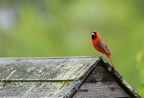 North Carolina State Bird and Flower: A Beautiful Discovery