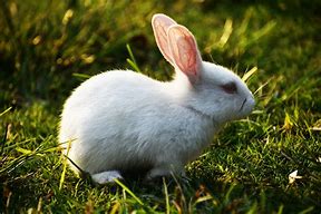 Image result for Wild Rabbit Baby Bunnies