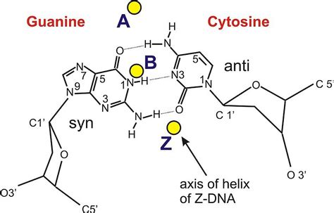 Image result for Z-DNA Function