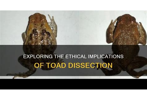 Toad Dissection Tutorial 的图像结果