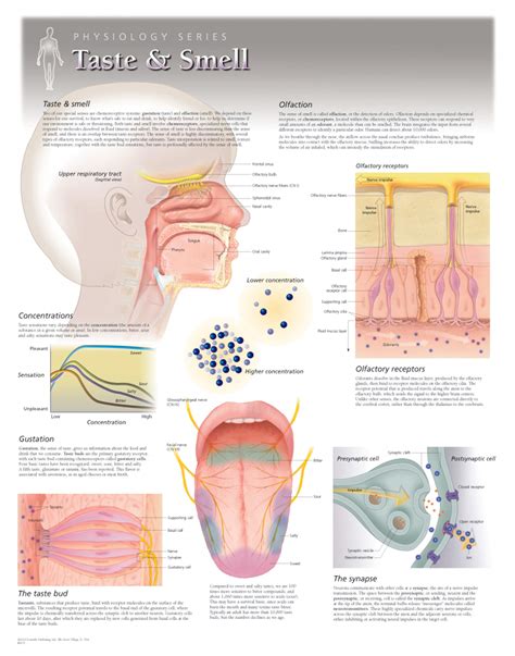 Does Anesthesia Affect Your Taste Buds at Sarah Bugarin blog