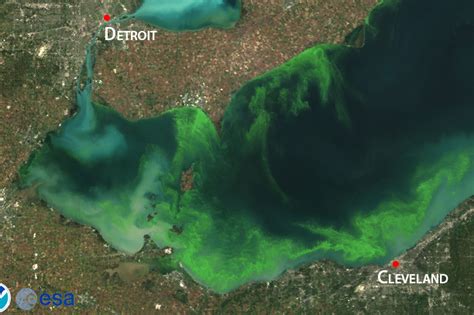 Why toxic algae blooms are taking over Lake Erie — again - Vox