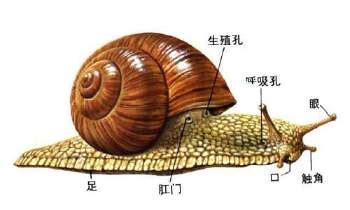 蜗牛 - 维基百科，自由的百科全书