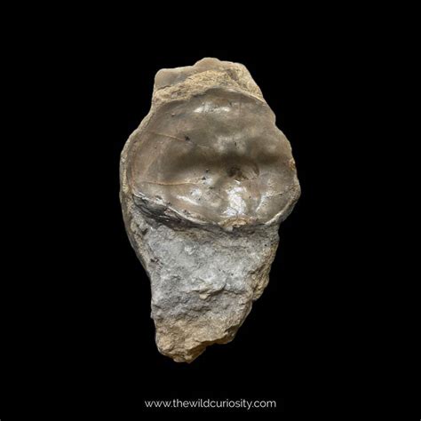 Image result for Round Shell Fossil