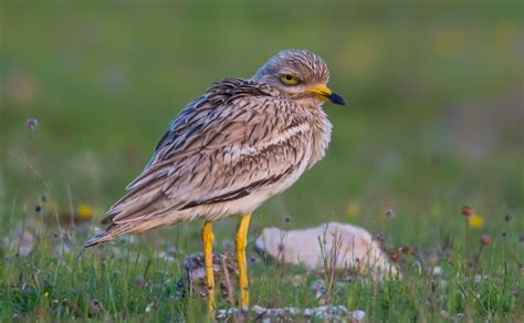 Snow Goose Numbers 的图像结果
