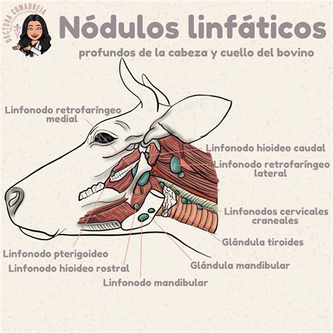 Ganglios Linfáticos En Bovinos. Inflamación – MRQOI