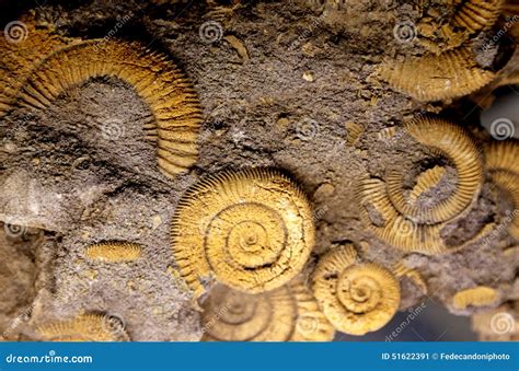 Image result for Round Shell Fossil
