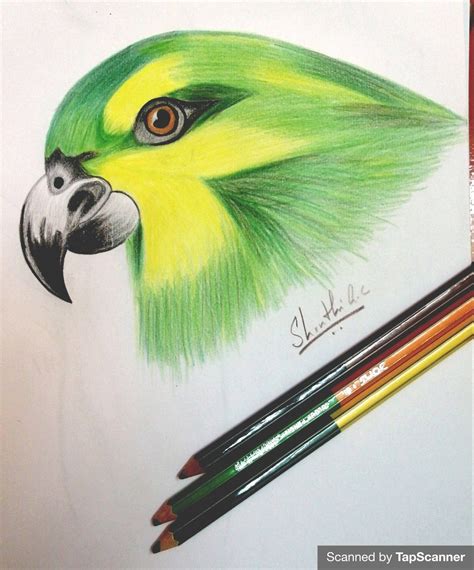 Colorful Bird Pencil Sketch