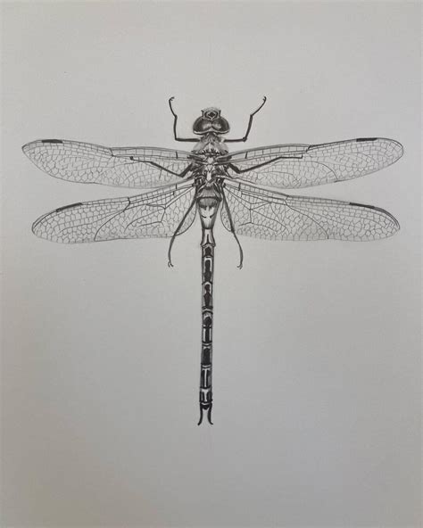 Image result for Insect Drawing