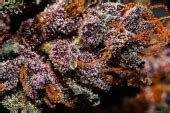 Venta de semillas de Crystal Meth Auto de Fast Buds