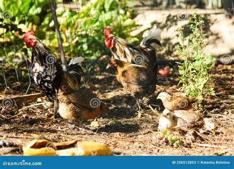 Domestic Poultry Farm. Young Hens and Chickens in the Fields. Domestic ...