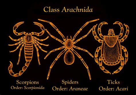 Arthropods Are A Type Of Spider