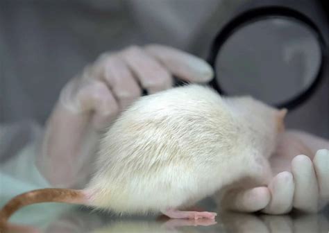 Image result for Methods of Animal Behavior Overview