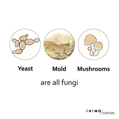 Fungi Yeast