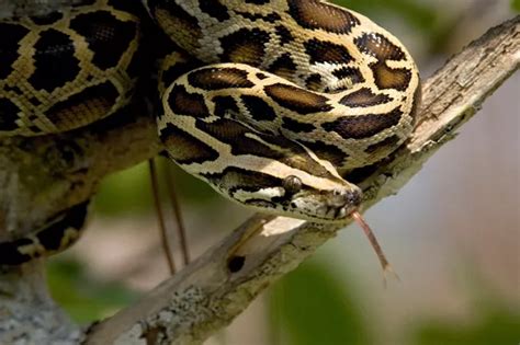 Image result for Florida Python Hunting Map