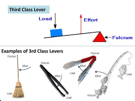 Image result for 3rd Class Lever Examples