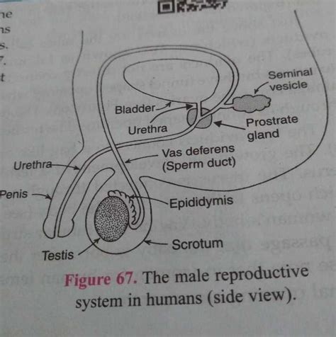 Image result for Male Reproductive System Example