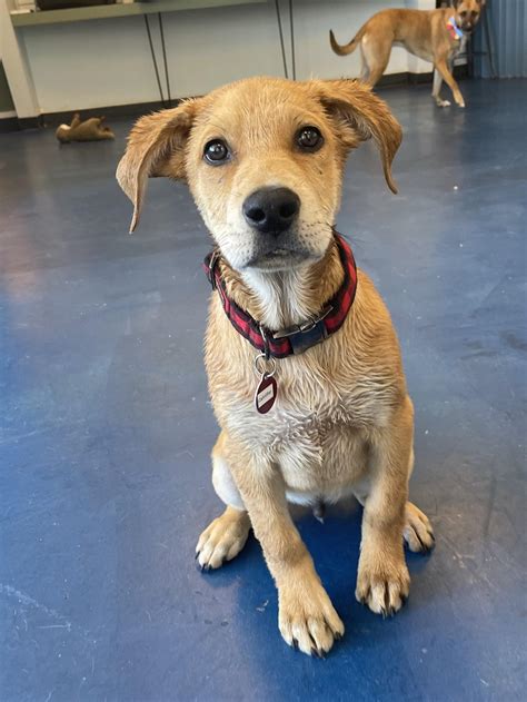 Adoptions - Resilient Hearts Animal Sanctuary