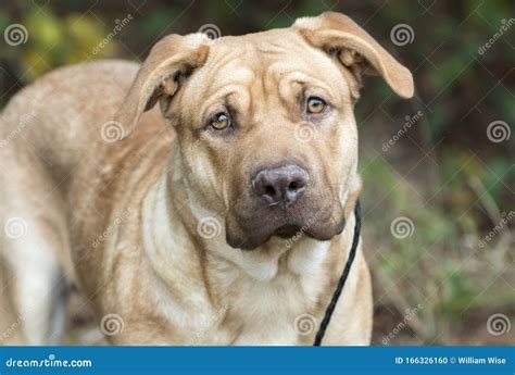 Lab Sharpei Mastiff Mix Puppy Dog Stock Photo - Image of wrinkled ...