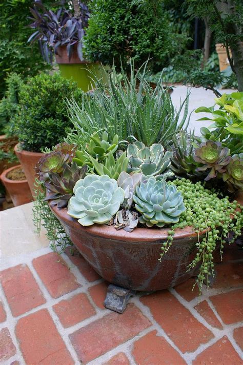 The Ultimate Guide to Succulent Plant Mix: Creating a Beautiful and ...