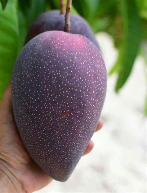 BN7 Mango Plant - Unique and Exotic Fruit Variety | ING-PL-012 : Amazon ...
