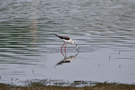 The Black-Winged Stilt