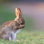 Image result for Cool Bunny PC Profile Pic