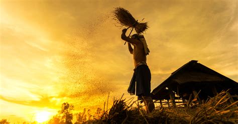 Zero-budget Natural Farming | Economic and Political Weekly