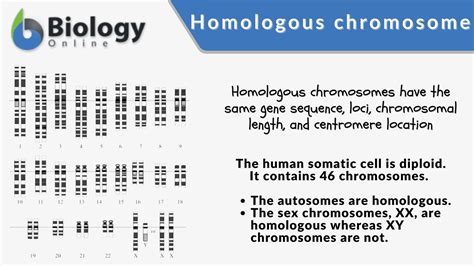Homologous chromosome - Definition and Examples - Biology Online Dictionary
