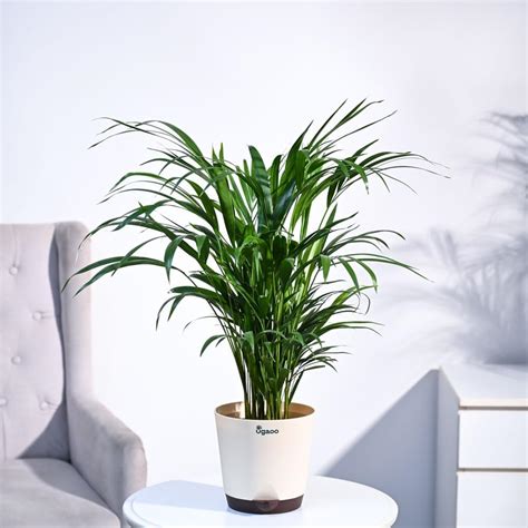 Ugaoo Air Purifying Rubber Plant with Self Watering Pot : Amazon.in ...