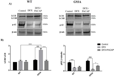 PACAP Modulates the Autophagy Process in an In Vitro Model of ...